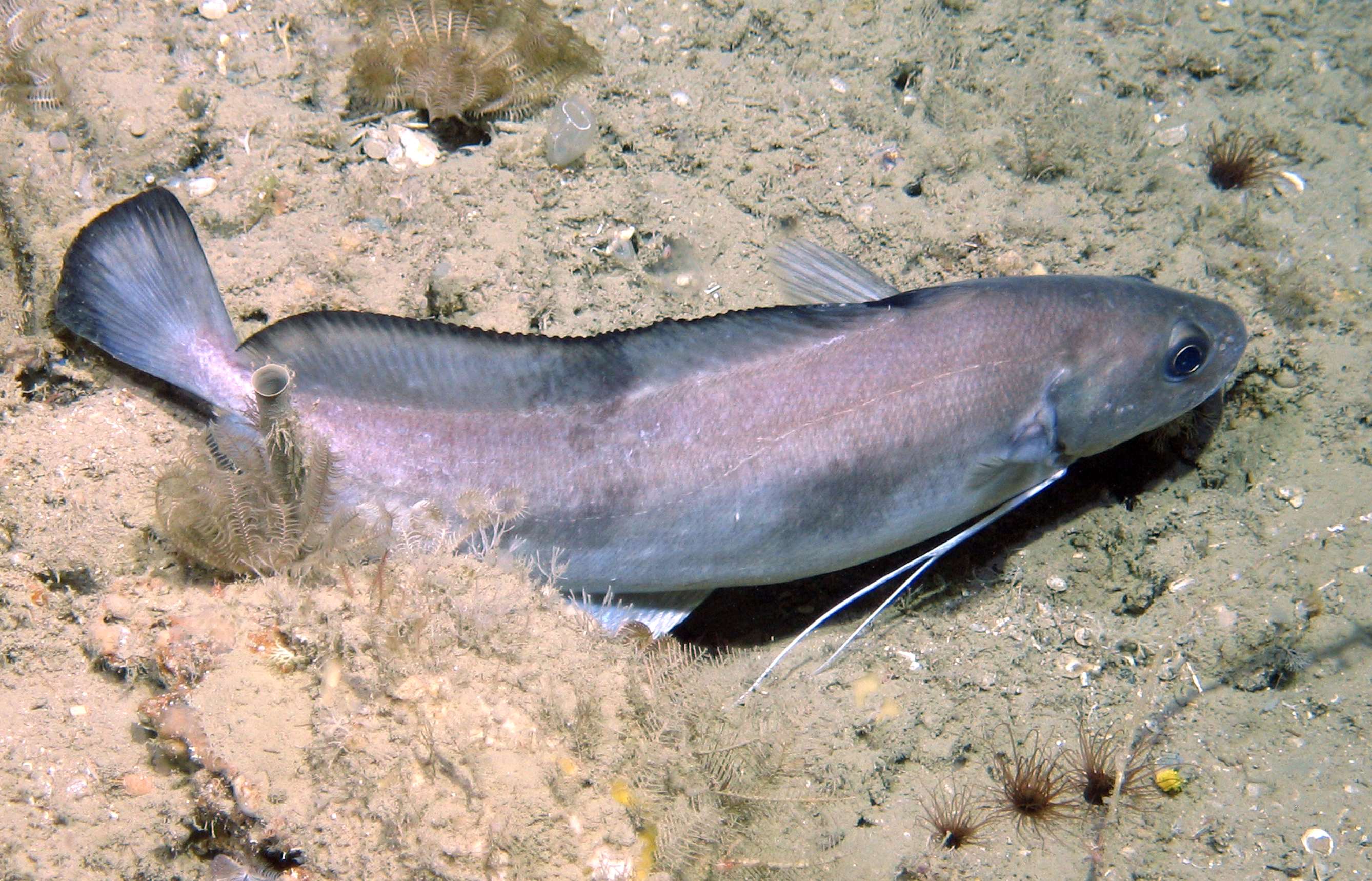Greater forkbeard (Phycis blennoides) — Phycidae